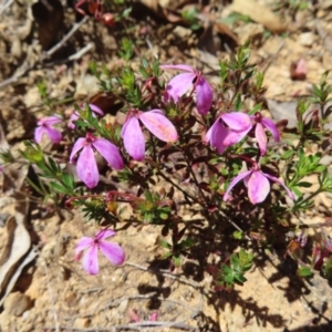 Tetratheca bauerifolia at Cotter River, ACT - 11 Dec 2022 11:45 AM