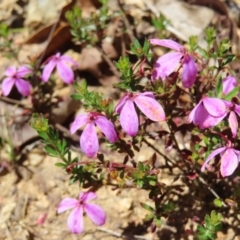 Tetratheca bauerifolia at Cotter River, ACT - 11 Dec 2022