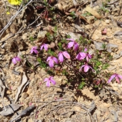 Tetratheca bauerifolia at Cotter River, ACT - 11 Dec 2022 11:45 AM