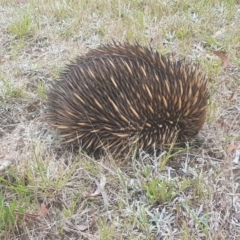 Tachyglossus aculeatus (Short-beaked Echidna) at Wingecarribee Local Government Area - 12 Dec 2022 by Aussiegall