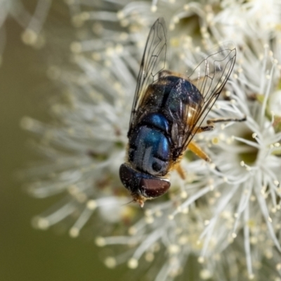 Austalis copiosa (Hover fly) at Wingecarribee Local Government Area - 10 Dec 2022 by Aussiegall