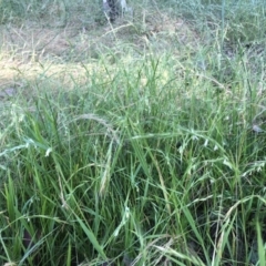 Microlaena stipoides (Weeping Grass) at Flea Bog Flat to Emu Creek Corridor - 3 Dec 2022 by JohnGiacon