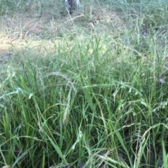 Microlaena stipoides (Weeping Grass) at Bruce, ACT - 4 Dec 2022 by JohnGiacon