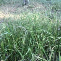 Microlaena stipoides (Weeping Grass) at Bruce, ACT - 3 Dec 2022 by jgiacon