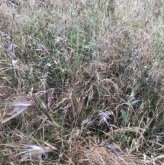 Themeda triandra (Kangaroo Grass) at Flea Bog Flat to Emu Creek Corridor - 3 Dec 2022 by JohnGiacon