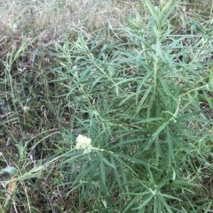 Cassinia longifolia (Shiny Cassinia, Cauliflower Bush) at Bruce, ACT - 4 Dec 2022 by JohnGiacon
