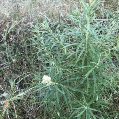 Cassinia longifolia (Shiny Cassinia, Cauliflower Bush) at Flea Bog Flat to Emu Creek Corridor - 3 Dec 2022 by JohnGiacon