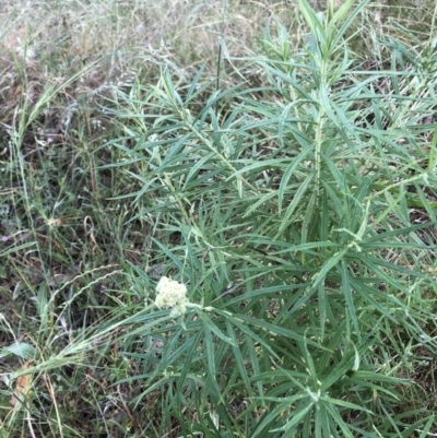 Cassinia longifolia (Shiny Cassinia, Cauliflower Bush) at Bruce, ACT - 3 Dec 2022 by jgiacon