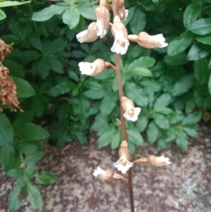 Gastrodia sesamoides at Canberra, ACT - suppressed