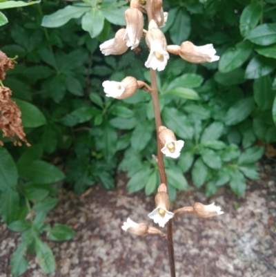 Gastrodia sesamoides (Cinnamon Bells) at Canberra, ACT - 5 Dec 2022 by Miranda