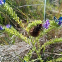 Arctiinae (subfamily) at Coombs, ACT - 29 Nov 2022