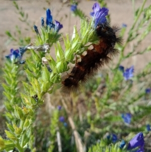 Arctiinae (subfamily) at Coombs, ACT - 29 Nov 2022