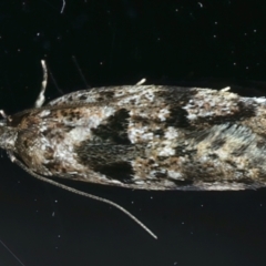 Barea melanodelta (A Barea Moth) at Ainslie, ACT - 30 Nov 2022 by jb2602