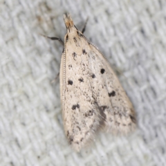 Atheropla decaspila (A concealer moth) at O'Connor, ACT - 6 Nov 2022 by ibaird