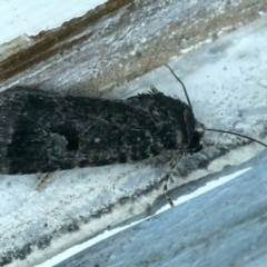 Thoracolopha verecunda (A Noctuid moth (Acontiinae subfamily0) at Ainslie, ACT - 30 Nov 2022 by jb2602