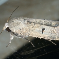 Proteuxoa hypochalchis (Black-bar Noctuid) at Ainslie, ACT - 30 Nov 2022 by jb2602