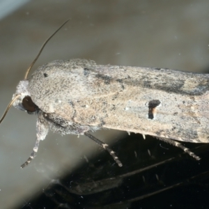 Proteuxoa hypochalchis at Ainslie, ACT - 30 Nov 2022 10:56 PM