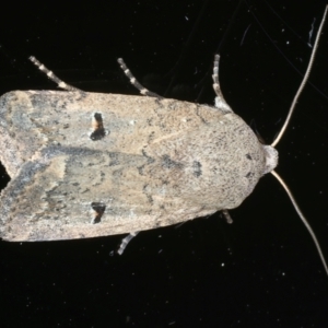 Proteuxoa hypochalchis at Ainslie, ACT - 30 Nov 2022