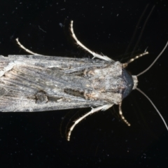 Agrotis munda (Brown Cutworm) at Ainslie, ACT - 30 Nov 2022 by jb2602