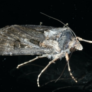 Agrotis munda at Ainslie, ACT - 30 Nov 2022