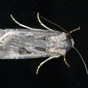 Agrotis munda at Ainslie, ACT - 30 Nov 2022