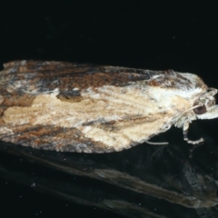 Cryptoptila immersana (A Tortricid moth) at Ainslie, ACT - 30 Nov 2022 by jb2602