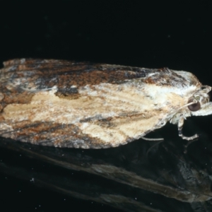 Cryptoptila immersana at Ainslie, ACT - 30 Nov 2022