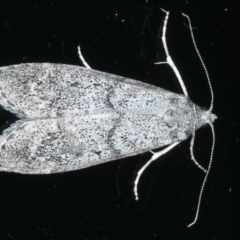 Heteromicta pachytera (Galleriinae subfamily moth) at Ainslie, ACT - 30 Nov 2022 by jb2602