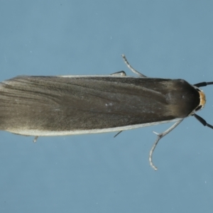 Palaeosia undescribed species at Ainslie, ACT - 1 Dec 2022