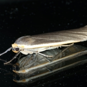 Palaeosia undescribed species at Ainslie, ACT - 1 Dec 2022