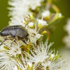 Cetoniinae sp. (subfamily) (Unidentified flower chafer) at Penrose - 11 Dec 2022 by Aussiegall