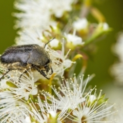 Cetoniinae sp. (subfamily) (Unidentified flower chafer) at Wingecarribee Local Government Area - 11 Dec 2022 by Aussiegall