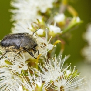 Cetoniinae sp. (subfamily) at Penrose, NSW - suppressed