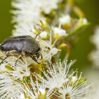 Cetoniinae sp. (subfamily) (Unidentified flower chafer) at Penrose - 11 Dec 2022 by Aussiegall