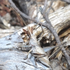 Lanciana montana (Montane Ground Shield-back) at Tinderry Mountains - 8 Dec 2022 by Harrisi