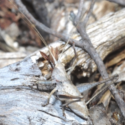 Lanciana montana (Montane Ground Shield-back) at Tinderry, NSW - 8 Dec 2022 by Harrisi