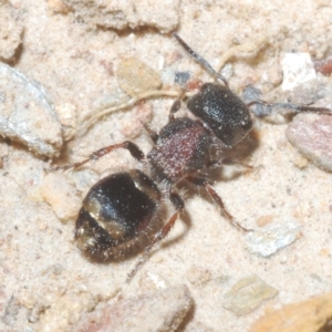 Mutillidae (family) at Tinderry Nature Reserve - 8 Dec 2022