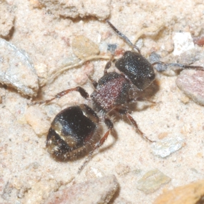 Mutillidae (family) (Unidentified Mutillid wasp or velvet ant) at Tinderry, NSW - 8 Dec 2022 by Harrisi