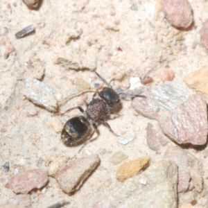 Mutillidae (family) at Tinderry Nature Reserve - 8 Dec 2022 03:07 PM