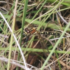 Synthemis eustalacta (Swamp Tigertail) at Namadgi National Park - 7 Dec 2022 by Harrisi