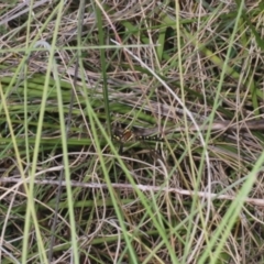 Synthemis eustalacta at Tennent, ACT - 7 Dec 2022