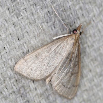 Metasia pharisalis (A Crambid moth) at O'Connor, ACT - 28 Nov 2022 by ibaird