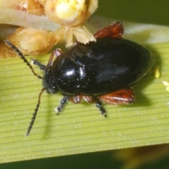 Arsipoda holomelaena (Red-legged flea beetle) at Namadgi National Park - 7 Dec 2022 by Harrisi