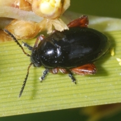 Arsipoda holomelaena (Red-legged flea beetle) at Tennent, ACT - 7 Dec 2022 by Harrisi