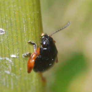 Arsipoda holomelaena at Tennent, ACT - 7 Dec 2022