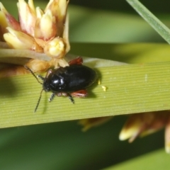 Arsipoda holomelaena at Tennent, ACT - 7 Dec 2022