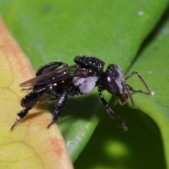 Unidentified Bee (Hymenoptera, Apiformes) (TBC) at Wellington Point, QLD - 25 Nov 2022 by TimL