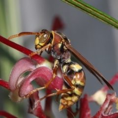 Unidentified Social or paper-nest wasp (Vespidae, Polistinae & Vespinae) at Wellington Point, QLD - 25 Nov 2022 by TimL