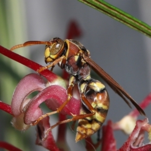 Polistes (Polistella) humilis at Wellington Point, QLD - suppressed
