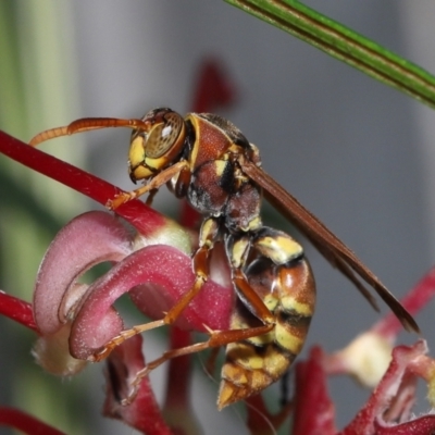Unidentified Social or paper-nest wasp (Vespidae, Polistinae & Vespinae) at Wellington Point, QLD - 25 Nov 2022 by TimL